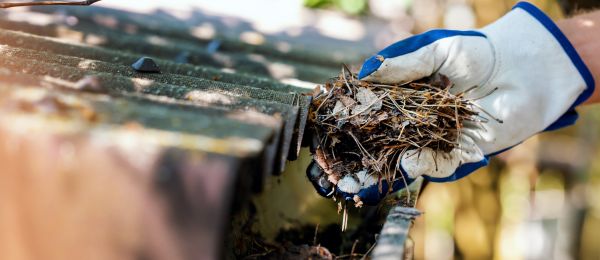 Pine Needle Gutter Cleaning in East Stroudsburg